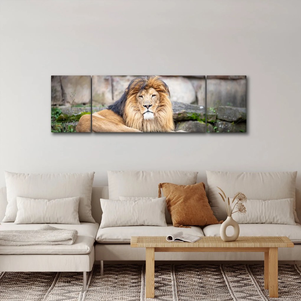 Obraz lwa (170x50 cm)
