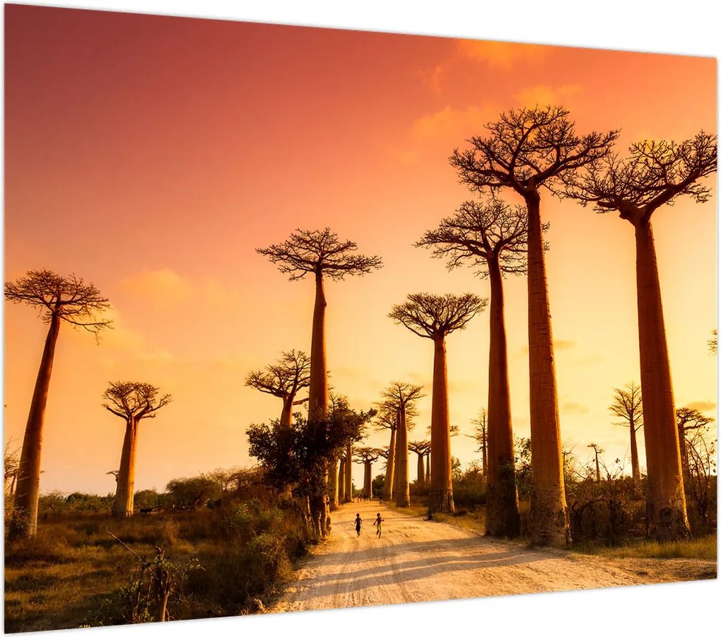 Obraz na szkle - Zachód słońca w Baobab Alley (70x50 cm)