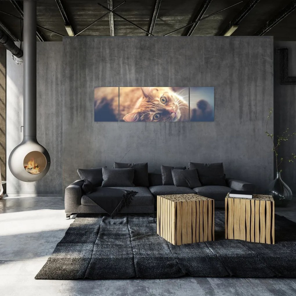 Obraz kota na podłodze (170x50 cm)