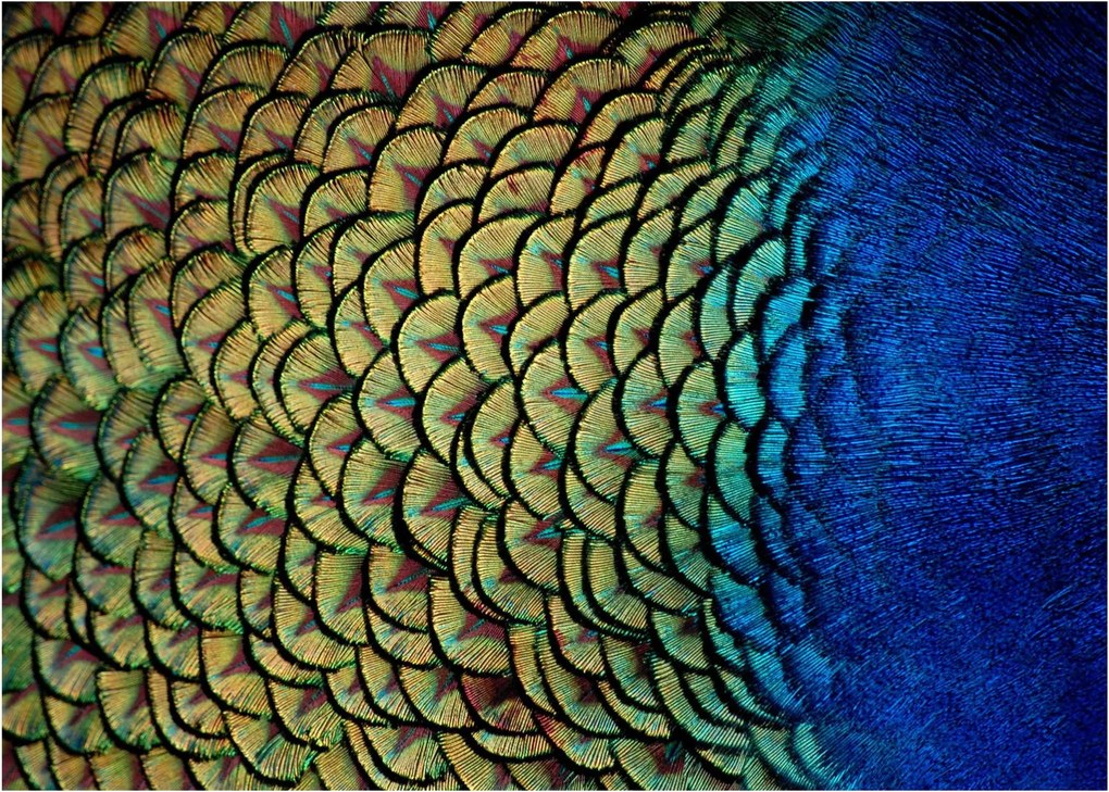 Obraz na szkle - Pawie pióra (70x50 cm)