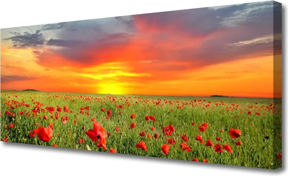 Obraz canvas Maki w Blasku Słońca