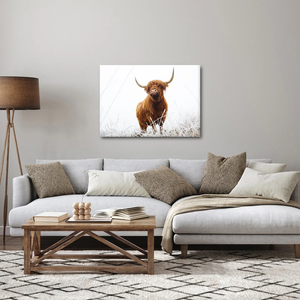 Obraz - Szkocka krowa (70x50 cm)