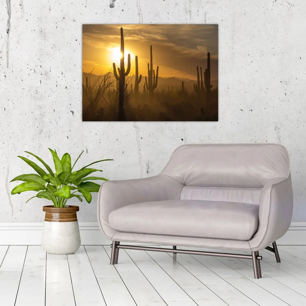 Obraz na szkle - Kaktusy Saguaro (70x50 cm)