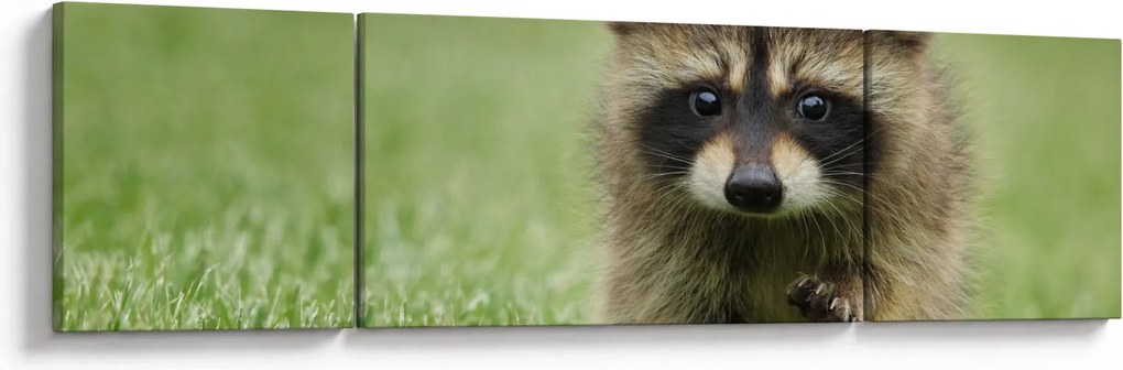 Obraz szopa pracza (170x50 cm)