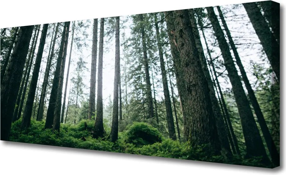 Obraz canvas na ścianę Promienie Słońca w Lesie