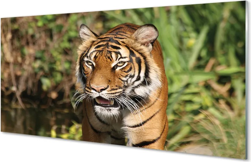 Panel szklany do Kuchni Tygrys na Leśnej Ścieżce