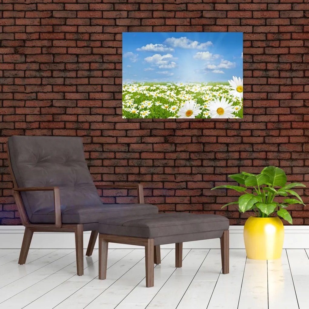 Obraz kwitnącej łąki ze stokrotkami (70x50 cm)