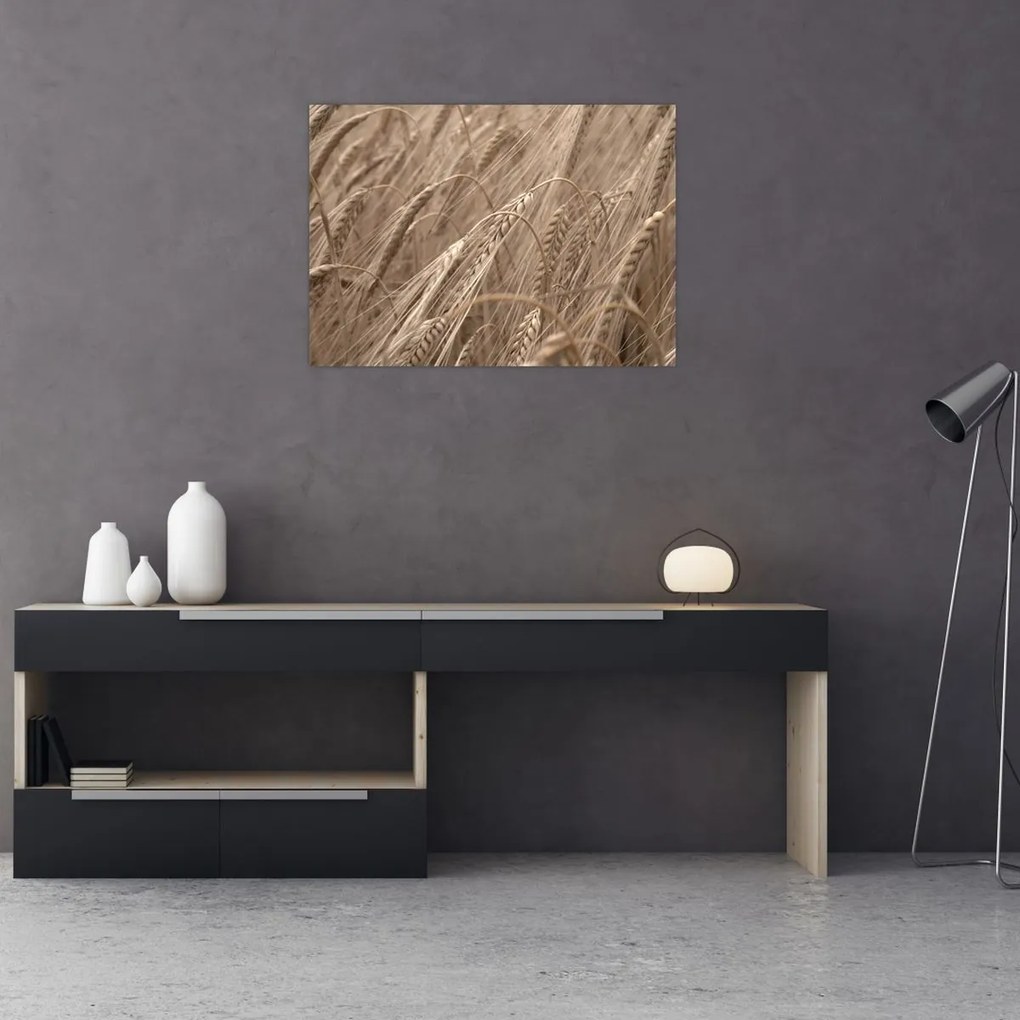 Obraz na szkle - Złote pole (70x50 cm)