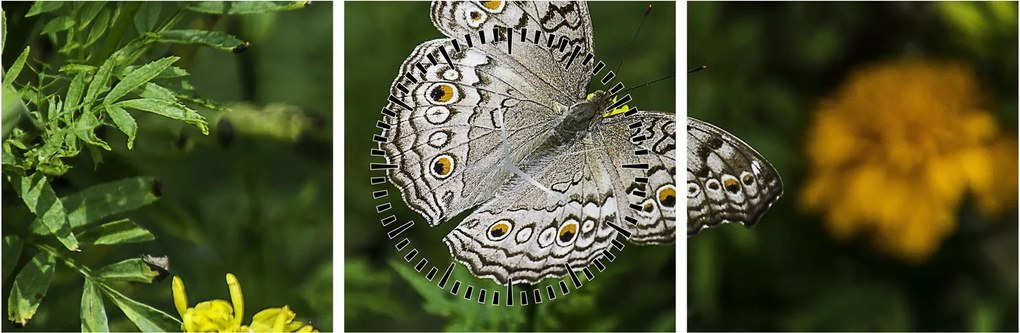Obraz - biały motyl (z zegarem) (90x30 cm)