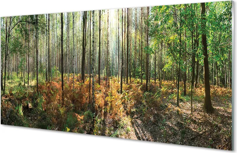 Panel szklany do Kuchni Klasyczny Las Brzozowy