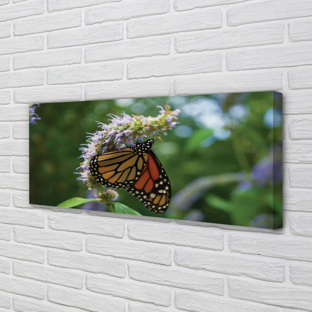 Obraz na płótnie Kolorowy Motyl na Płatkach Kwiatu