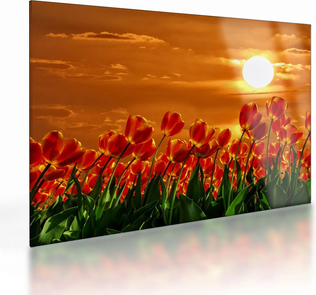 Obraz na szkle kwitnącego pola z tulipanami (70x50 cm)