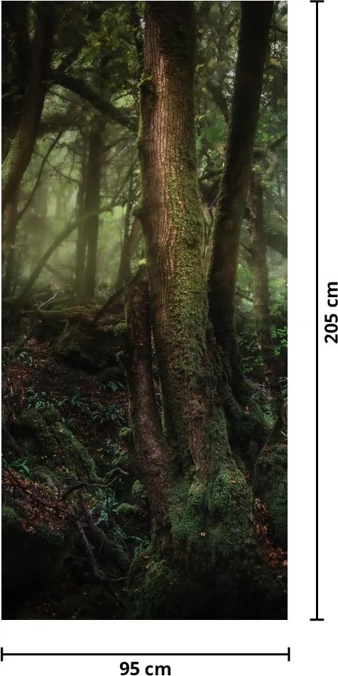 Fototapeta na drzwi - Tajemniczy las (95x205cm)
