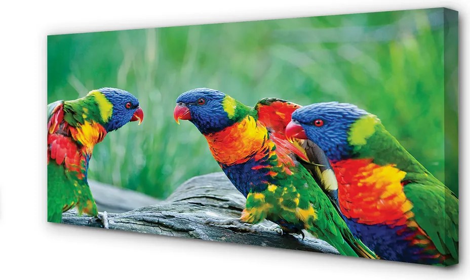 Obraz na płótnie Kolorowe Papugi na Drzewie