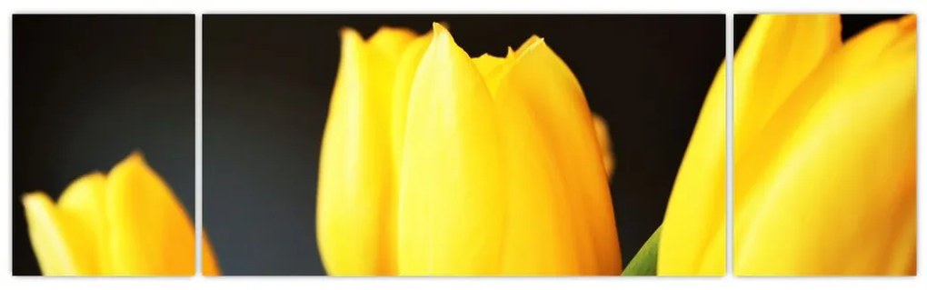 Obraz tulipanów (170x50 cm)