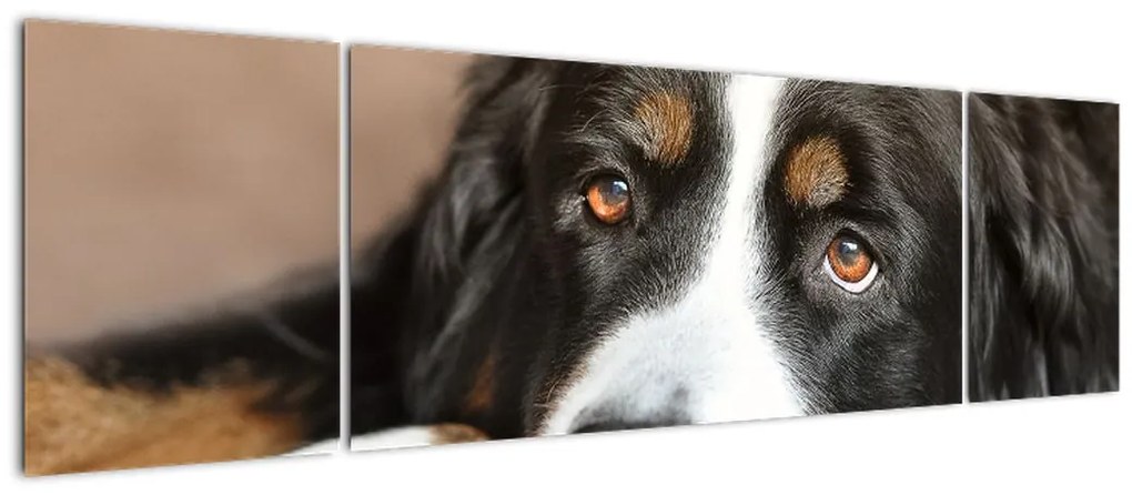 Obraz psa (170x50 cm)