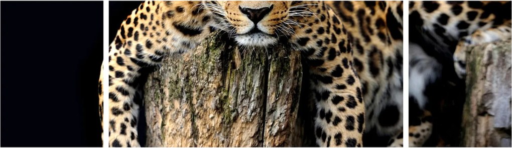 Obraz - Gepard (170x50 cm)