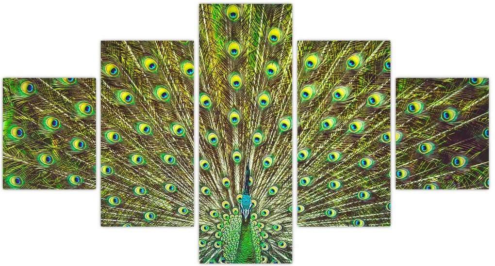 Obraz - Paw (125x70 cm)
