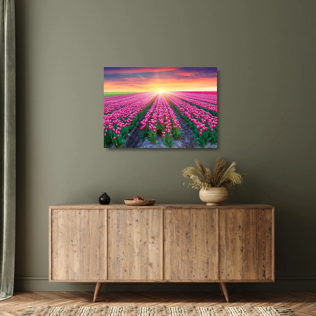 Obraz na szkle - pole tulipanów ze słońcem (70x50 cm)