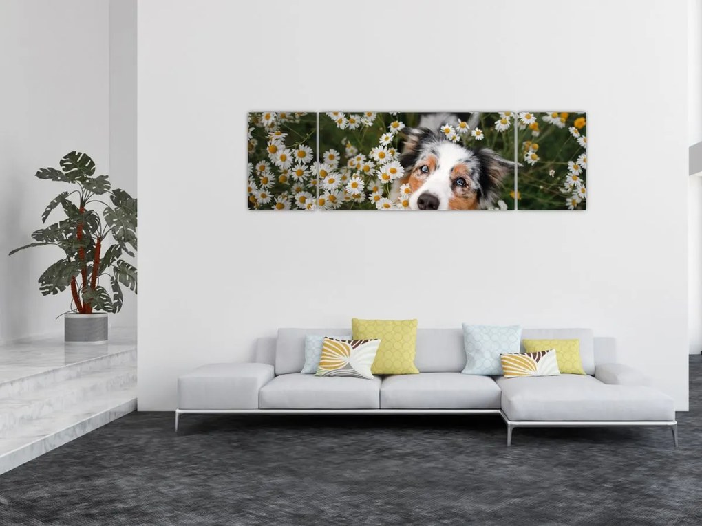 Obraz - Owczarek australijski (170x50 cm)