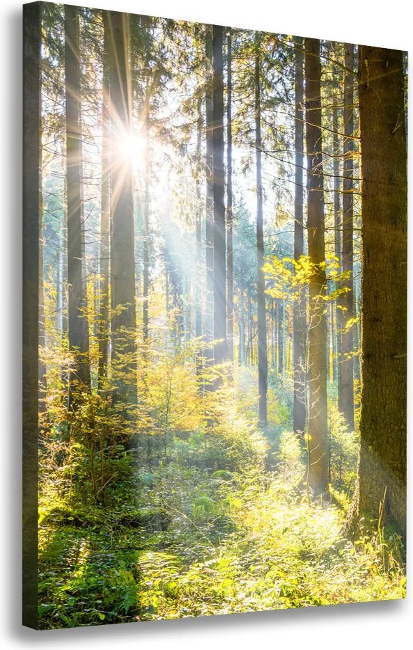 Foto obraz canvas pionowy Słońce w lesie