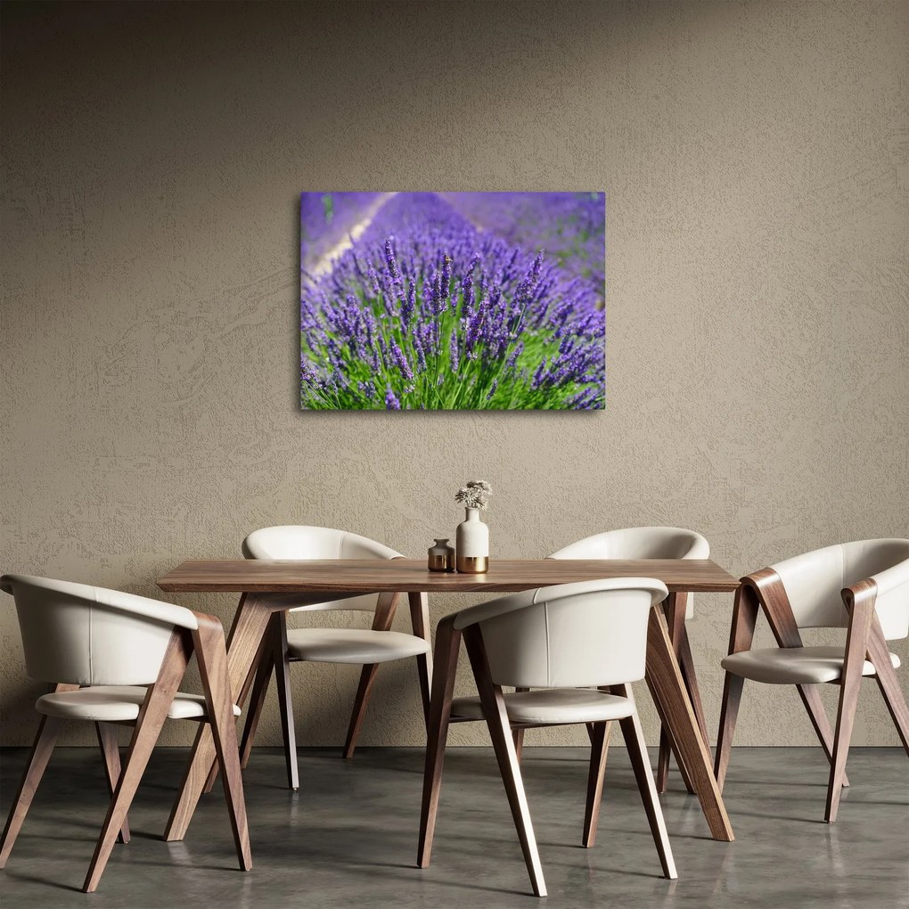 Obraz - lawenda (70x50 cm)