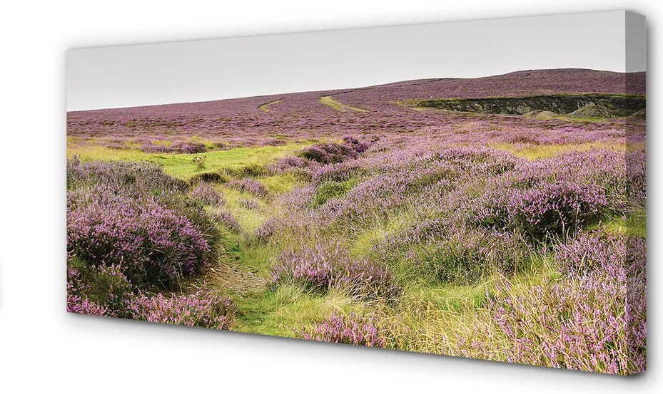 Obraz drukowany na płótnie Pole Wrzosów