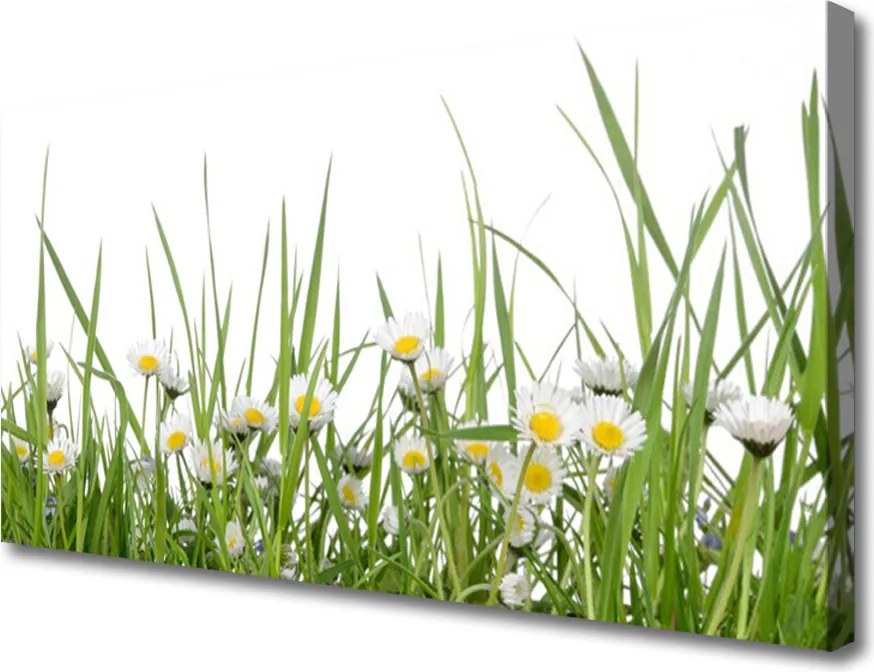 Zdjęcie na płótnie Polana Pełna Stokrotek