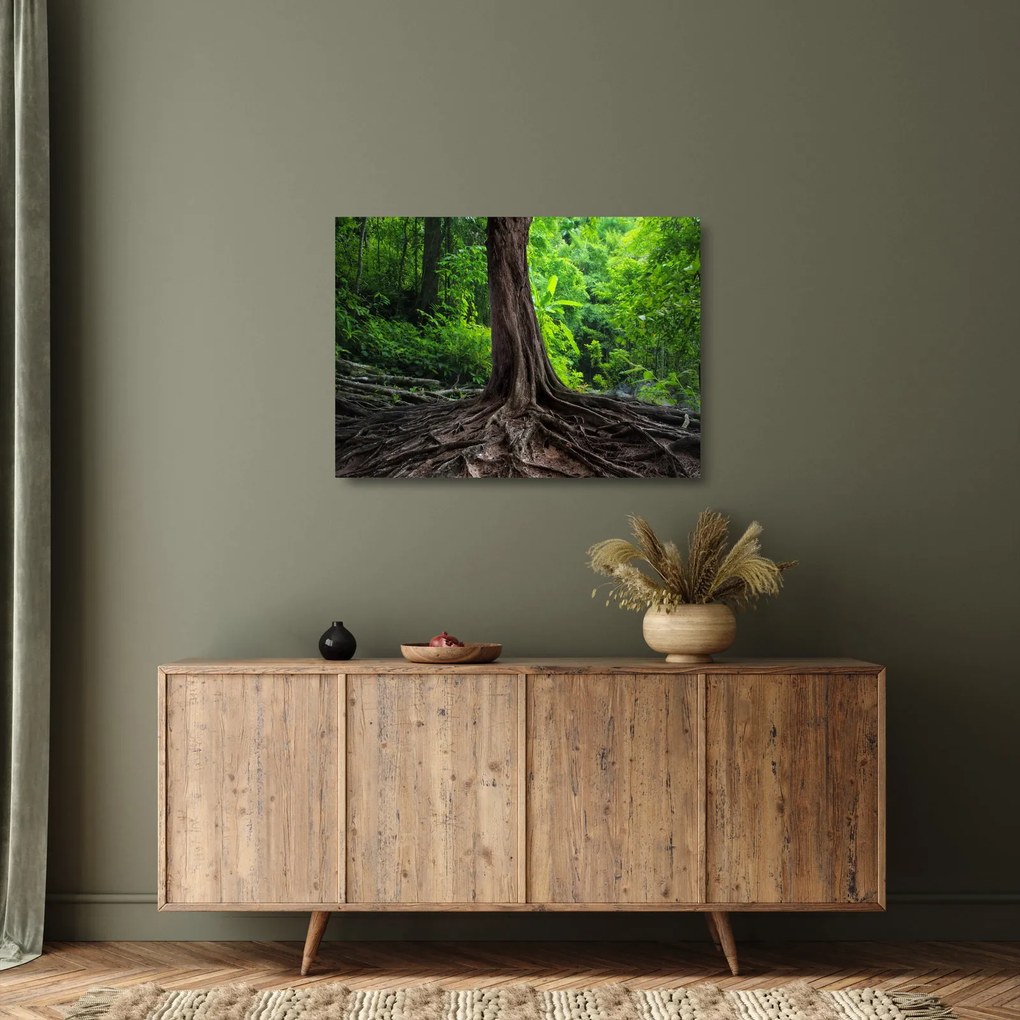 Obraz na szkle - Stare drzewo z korzeniami (70x50 cm)