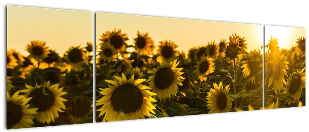 Obraz pola słoneczników (170x50 cm)