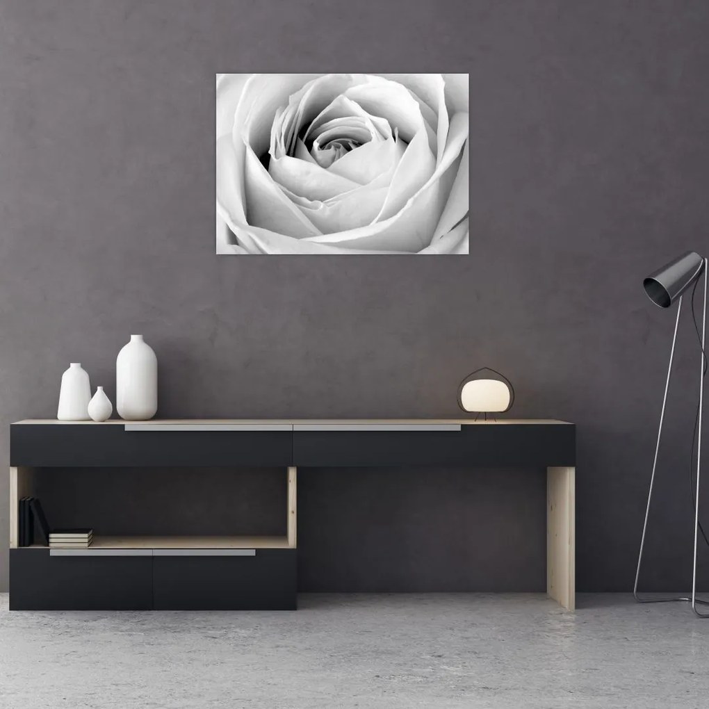 Obraz na szkle - Detal kwiatu róży (70x50 cm)