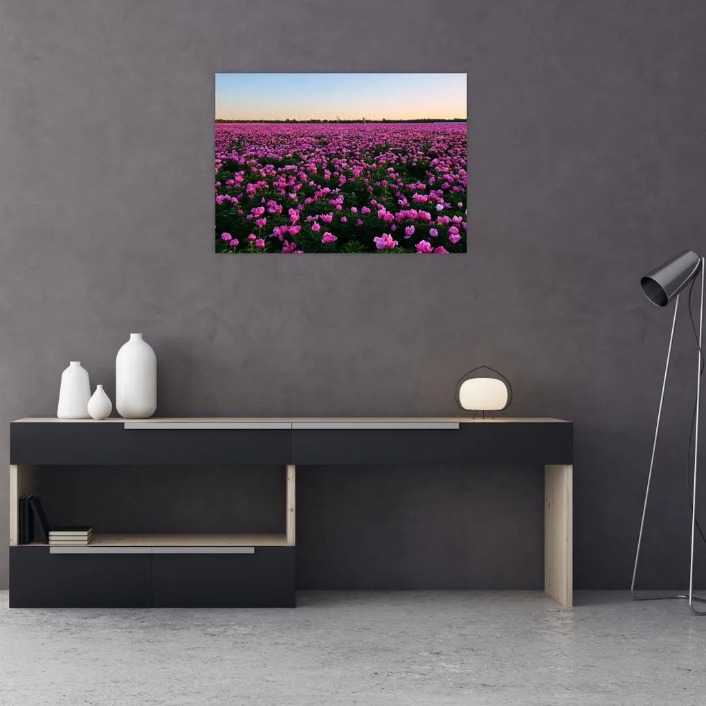 Obraz na szkle - Łąka fioletowych tulipanów (70x50 cm)