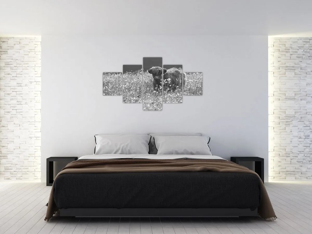 Obraz - Szkocka krowa 5, czarno - biały (125x70 cm)