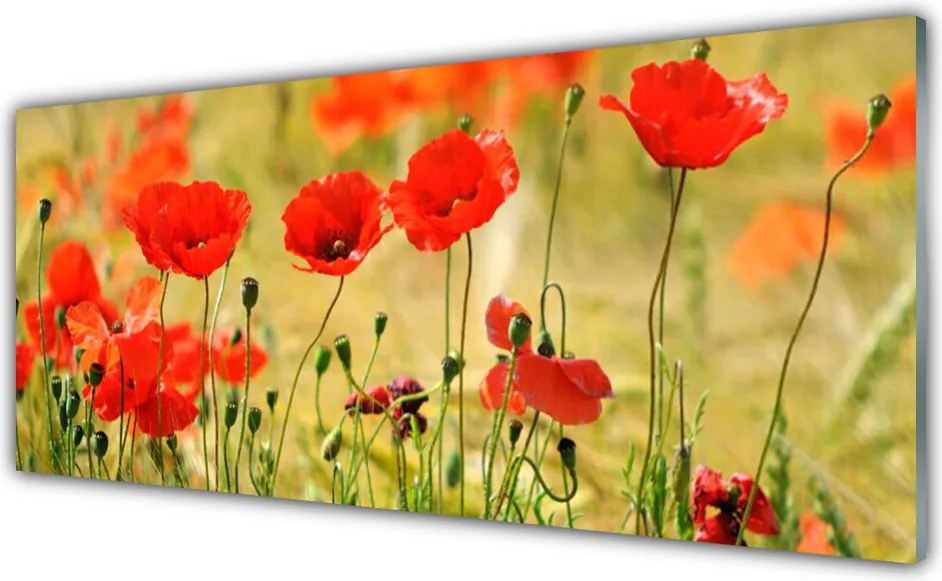 Szkło do Kuchni na Ścianę Polne Maki w Rozkwicie