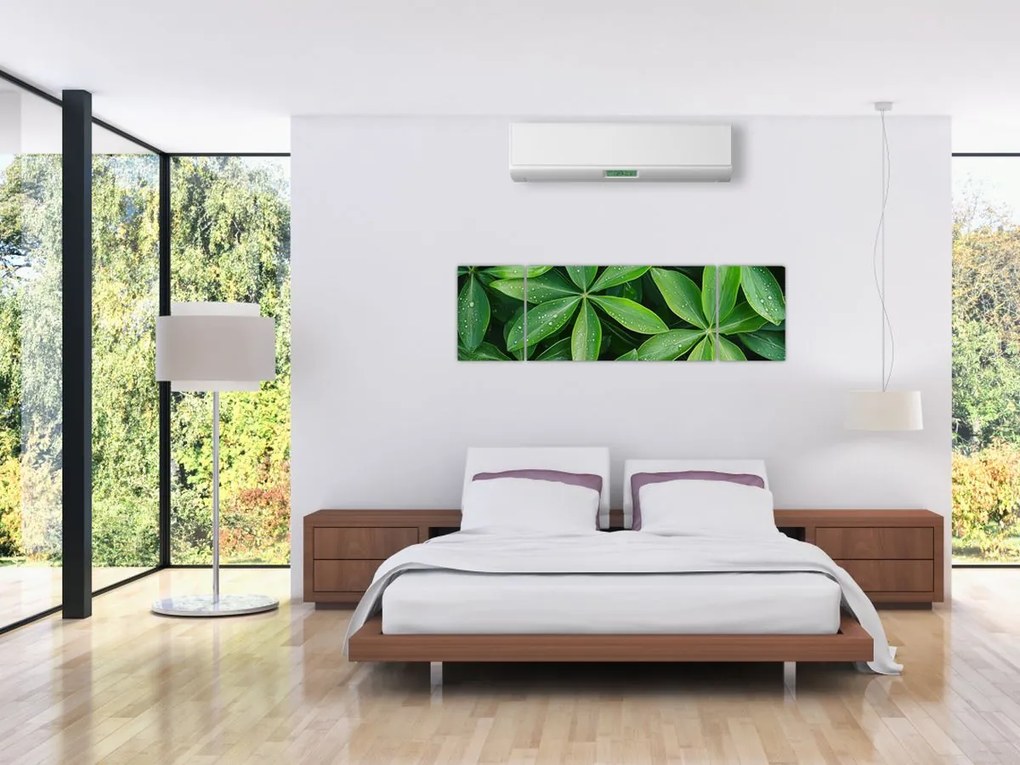 Obraz - Liście z kroplami rosy (170x50 cm)