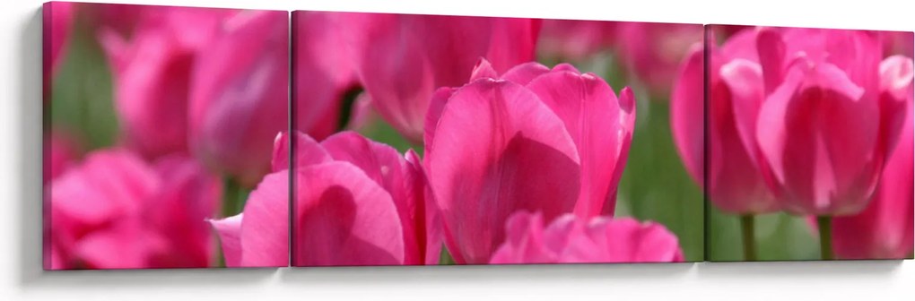 Obraz - Różowe tulipany (170x50 cm)
