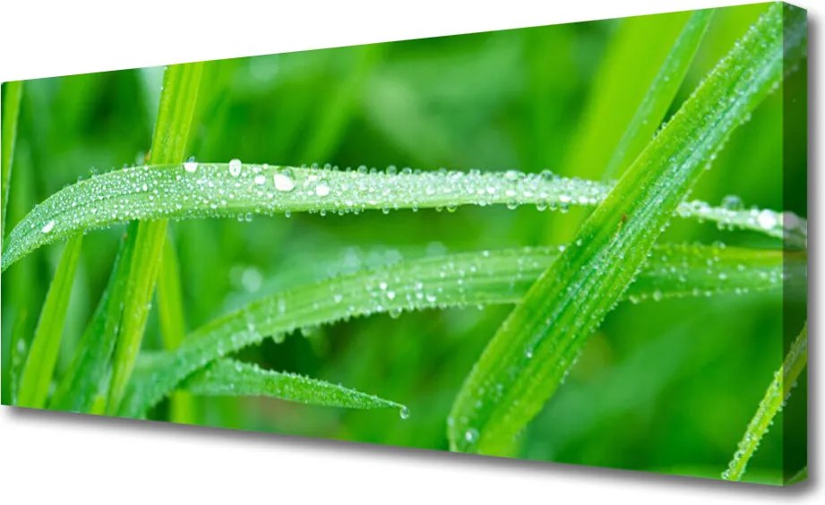 Obraz canvas na ścianę Krople Porannej Rosy na Liściu