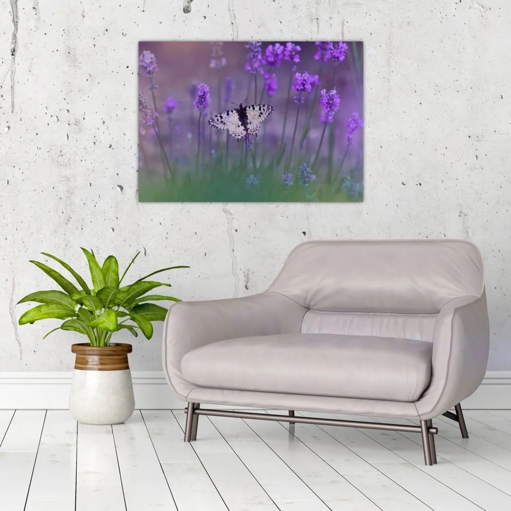 Obraz - Motyl w lawendach (70x50 cm)