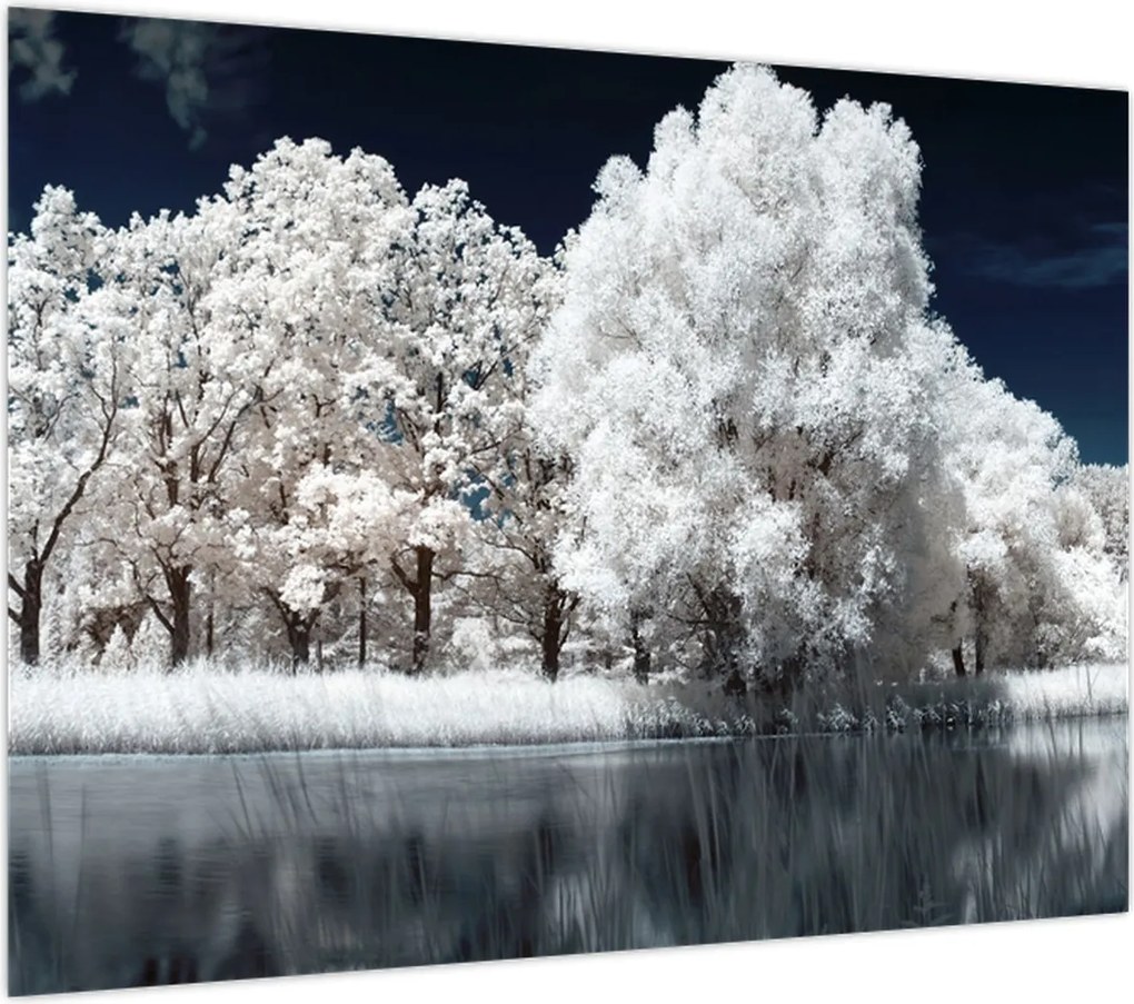 Obraz - Śnieżnobiałe drzewa (70x50 cm)