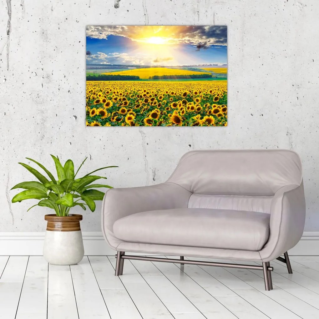 Obraz na szkle - Pole słoneczników (70x50 cm)