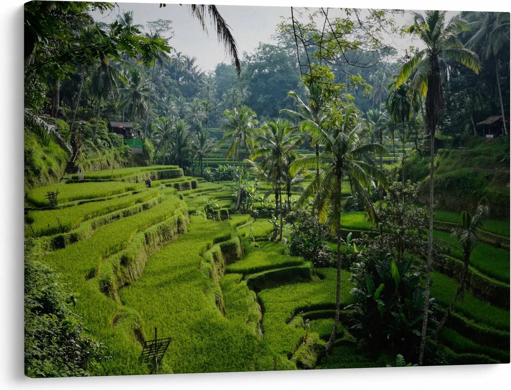 Obraz tarasów ryżowych Tegalalang, Bali (70x50 cm)