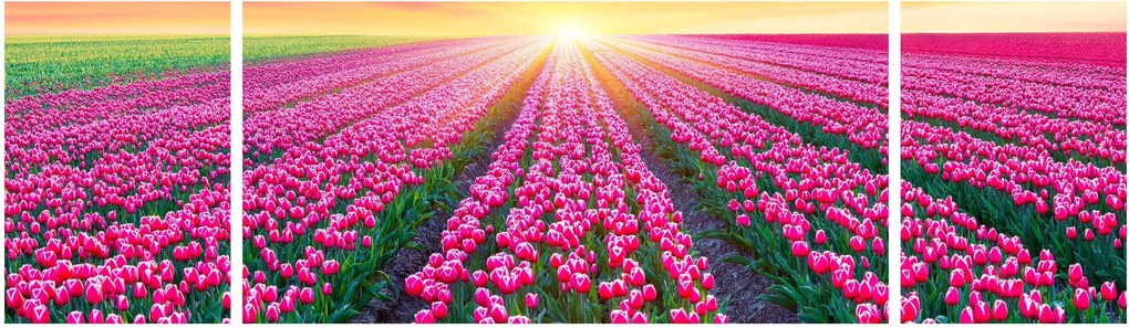 Obraz pole tulipanów ze słońcem (170x50 cm)