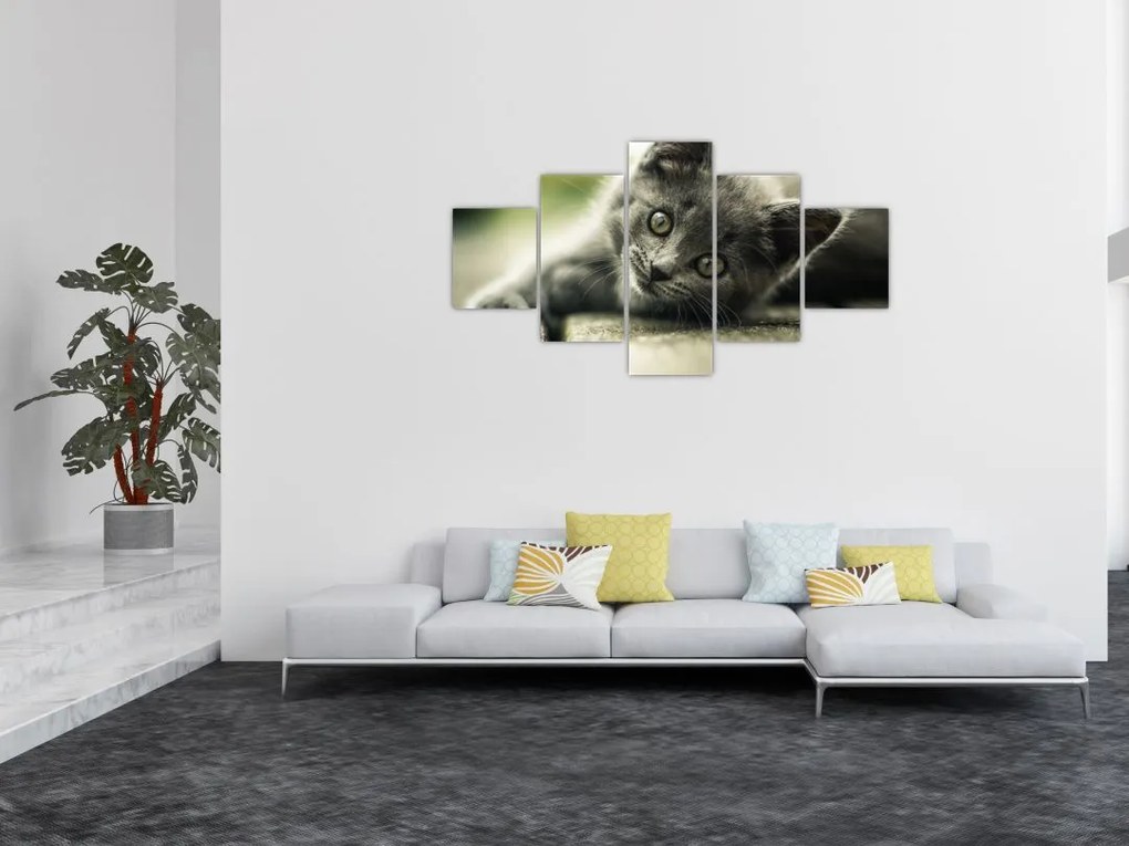 Obraz kotka (125x70 cm)