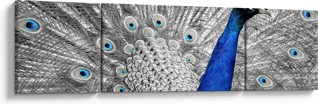 Obraz - niebieski paw (170x50 cm)