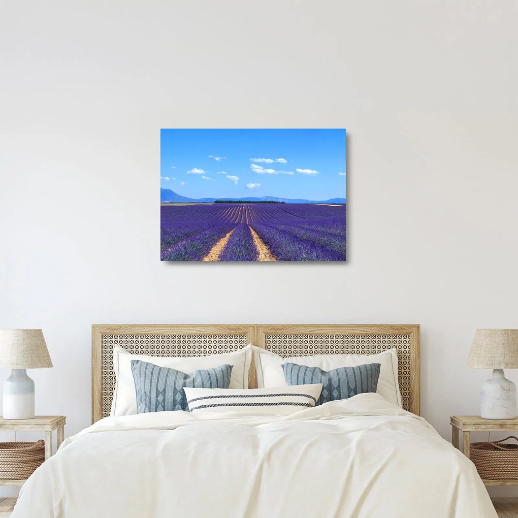 Obraz na szkle - Pole lawendy (70x50 cm)
