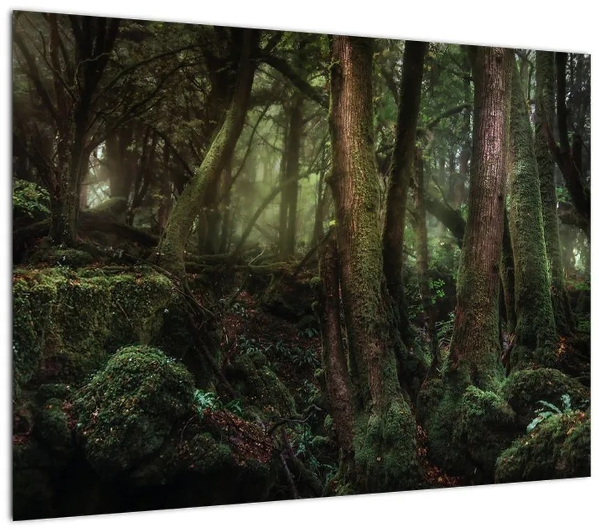 Obraz na szkle - Tajemniczy las (70x50 cm)