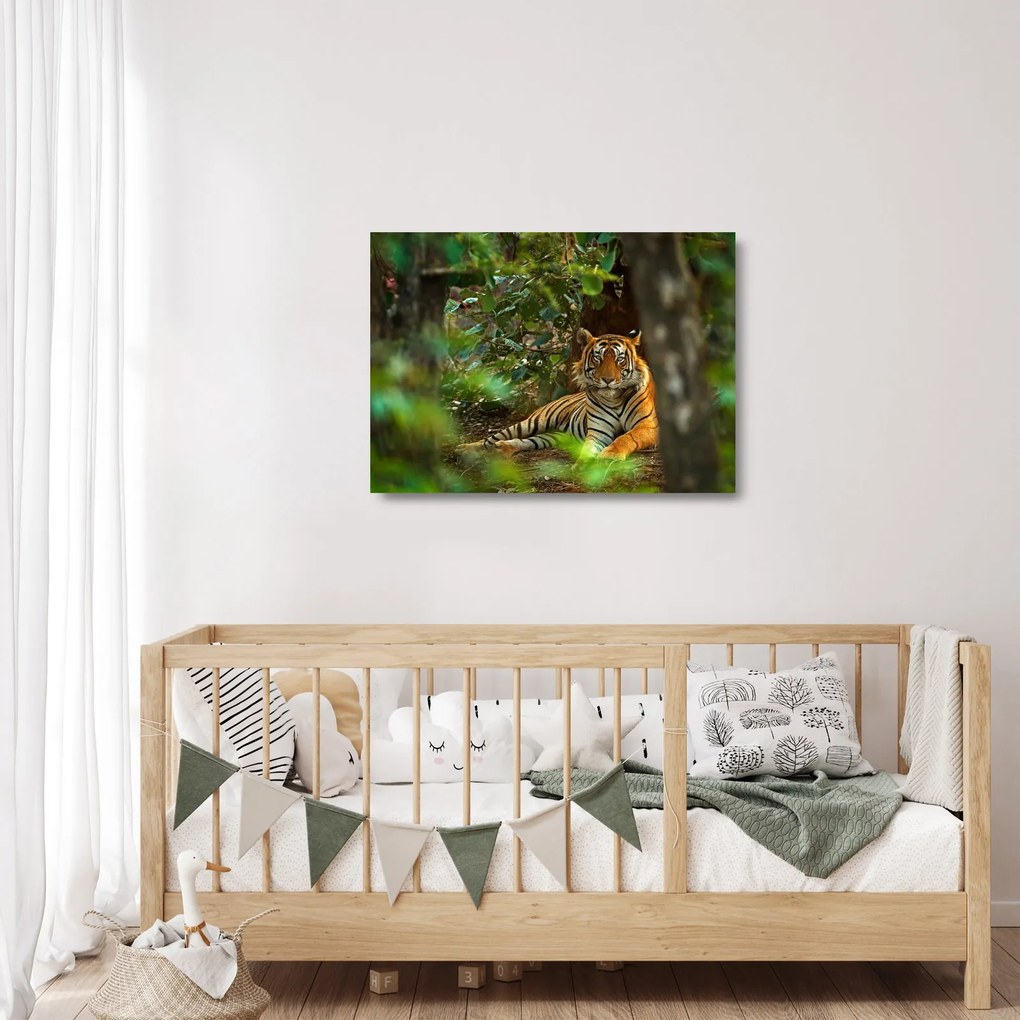 Obraz na szkle odpoczywającego tygrysa (70x50 cm)
