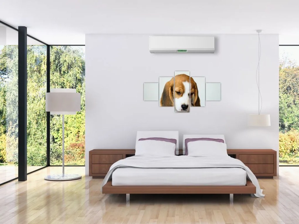 Obraz Beagle (125x70 cm)