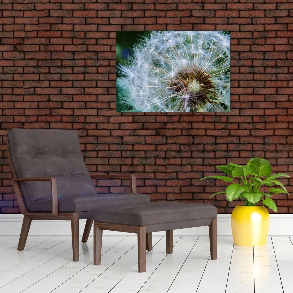 Obraz przekwitniętego dmuchawca (70x50 cm)