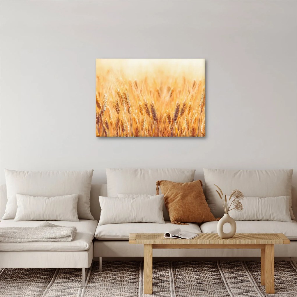 Obraz - pole z ziarnami (70x50 cm)